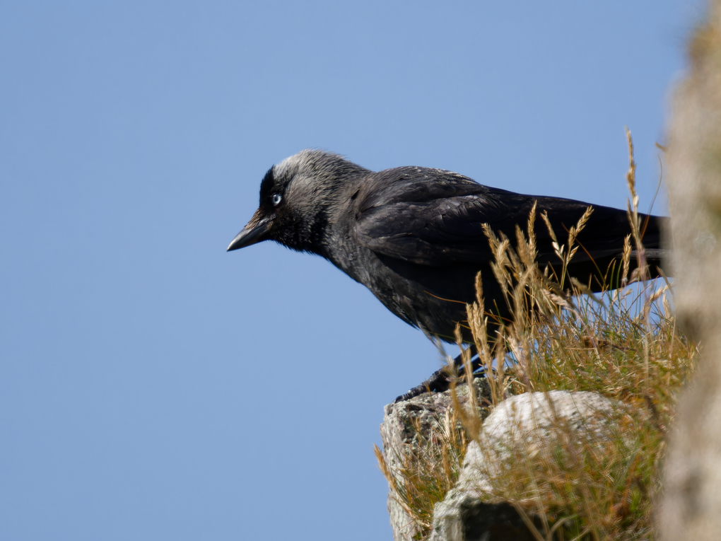 Jackdaw